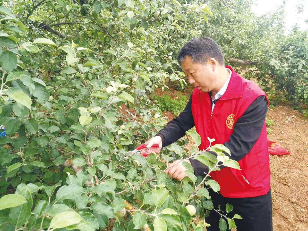 白建伟：情系果业四十秋，助力灵宝苹果焕新颜